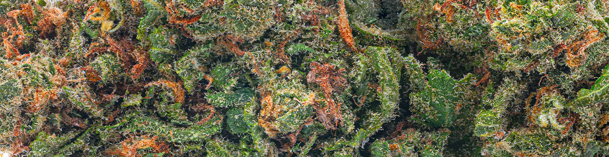 Premium cannabis